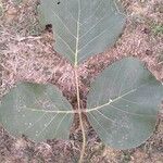 Butea monosperma Frunză