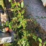 Cotoneaster × suecicus Feuille