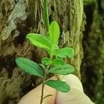 Vaccinium vitis-idaea Leaf