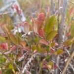 Chamaedaphne calyculata Blatt