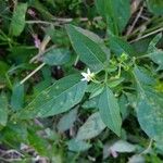 Solanum nigrumFlower