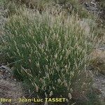 Reseda complicata Συνήθη χαρακτηριστικά