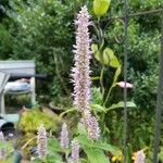 Agastache foeniculumŽiedas