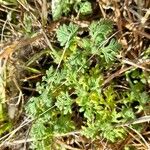 Teucrium botrys Feuille