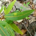 Cossinia pinnata Ліст