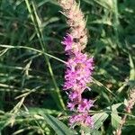 Lythrum salicaria Fiore