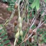 Sophora davidi Fruit