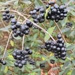 Ligustrum vulgare Fruit