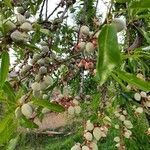 Prunus dulcis फल