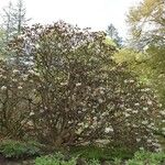 Rhododendron arizelum Habit