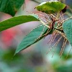 Gesnouinia arborea Leaf