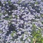 Ceanothus arboreus ফুল