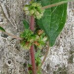 Amaranthus graecizans Lorea