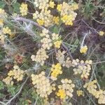 Helichrysum arenariumЦветок