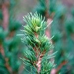 Picea glauca Φύλλο