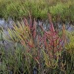 Salicornia bigelovii 葉