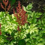 Astilbe rubra পাতা