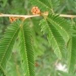 Calliandra selloi Blüte