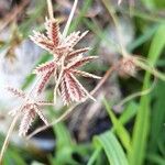 Cyperus longus Fruto