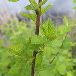 Physocarpus capitatus Folha