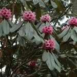 Rhododendron hodgsonii Habit