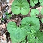 Asarum canadense Liść