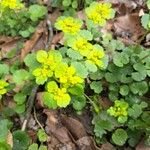 Chrysosplenium alternifoliumŽiedas