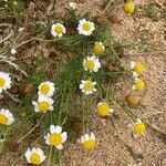 Tripleurospermum maritimum Pokrój