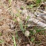 Trifolium arvense Fula