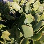 Cotyledon orbiculata برگ