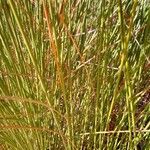 Schoenoplectus californicus Leaf