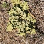 Verbascum sinuatum Blatt