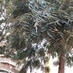 Grevillea robusta Folha