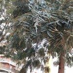 Grevillea robusta List