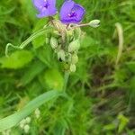 Tradescantia occidentalis Kukka