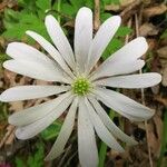 Anemone apennina പുഷ്പം