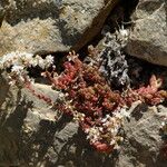 Sedum brevifolium Habitat
