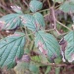 Rubus camptostachys 葉
