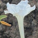 Ruellia bignoniiflora फूल
