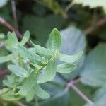 Hypericum hirsutum Blad