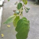 Solanum paniculatum Fruto