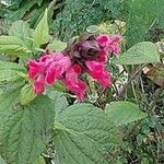 Salvia oxyphora Flor