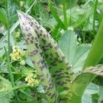 Dactylorhiza majalis Leaf