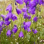 Campanula serrata Habit