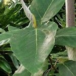Coussapoa villosa Blad