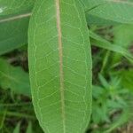 Asclepias purpurascens Leaf