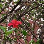 Hibiscus rosa-sinensis Levél