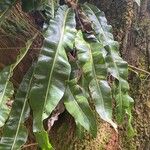 Elaphoglossum macropodium Blad