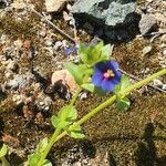 Lysimachia foemina Likasa