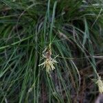 Carex halleriana Virág